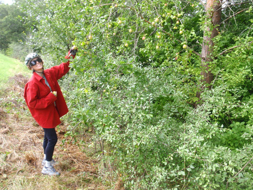 roadside apple trees.